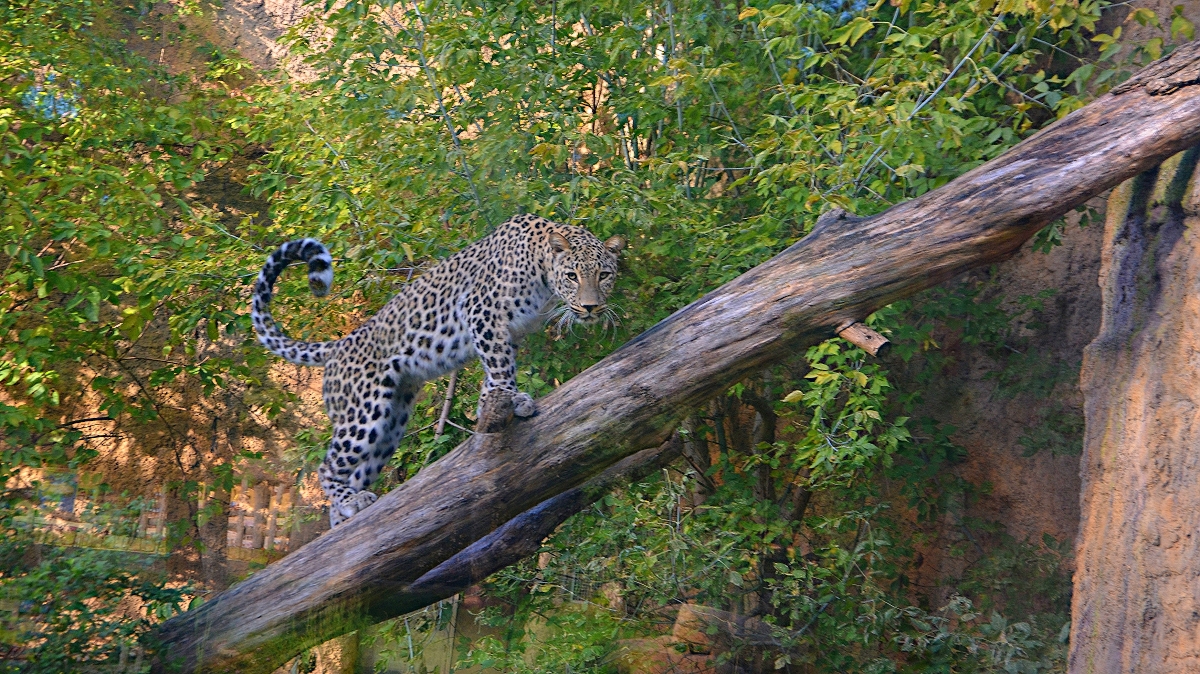 puma na kmeni zmenšeno