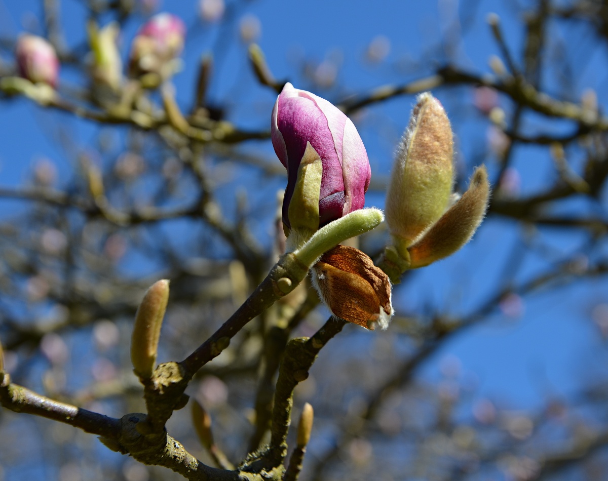 DSC_0904 magnolie